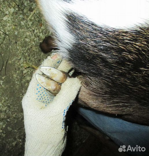 Расчистка копыт лошадей, ослов, пони, коров, коз