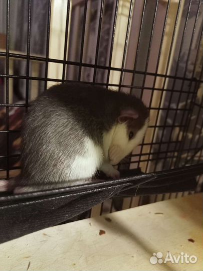 Крысята самцы 150