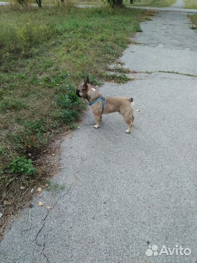 Вязка француза