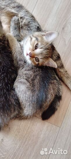 Кошки в добрые руки бесплатно