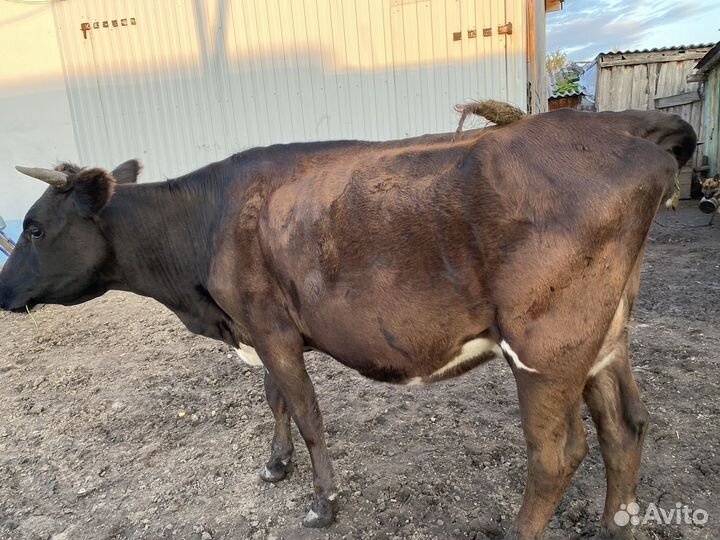 Корова первотелка