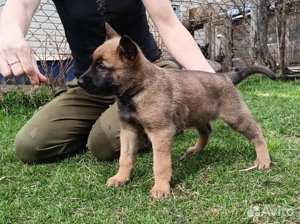 Щенки овчарки