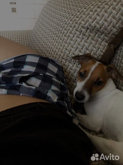 Джек рассел девочка. Вязка