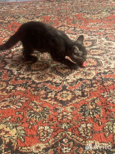 Отдам в добрые руки котенка