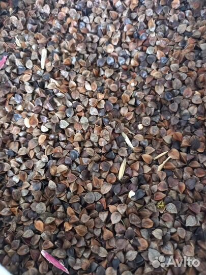 Гречиха сидерат