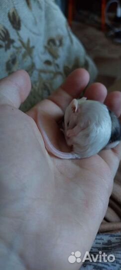 Мышь декоративная ручная