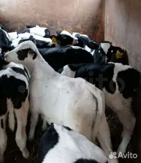 Бычки и телята