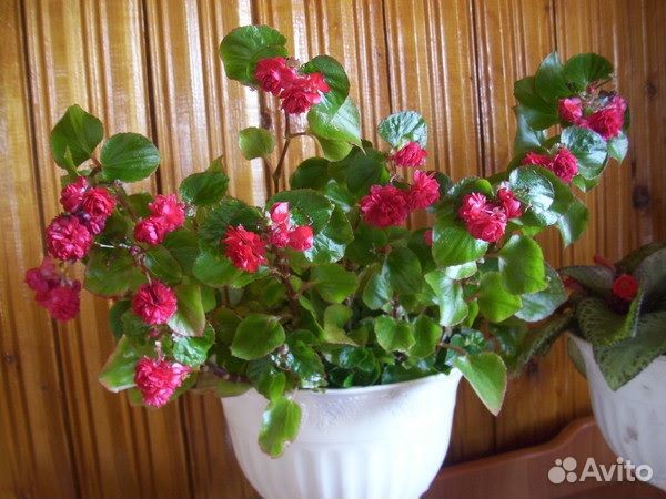 Бегонии махровые вечноцветущие