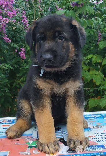 Шикарные щенки в Горелово