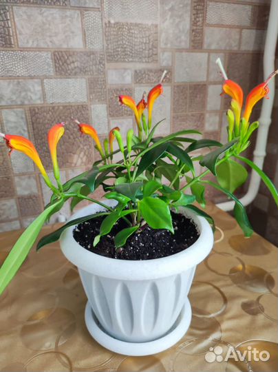 Эсхинантус