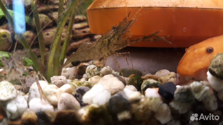 Рыбки, креветки, грунт