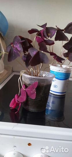 Оксалис (Кислица)