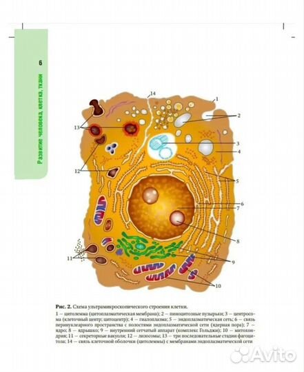 Анатомия человека атлас Сапин М. Р