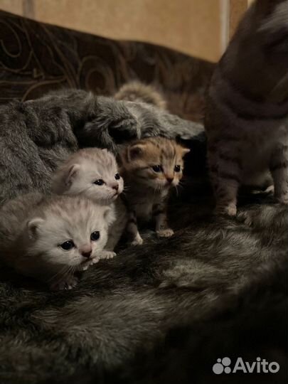 Шотландские котята