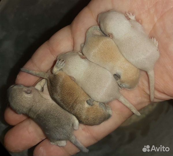 Монгольская песчанка