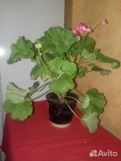 Пеларгония герань