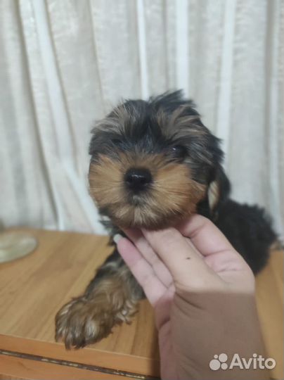 Йоркширский терьер