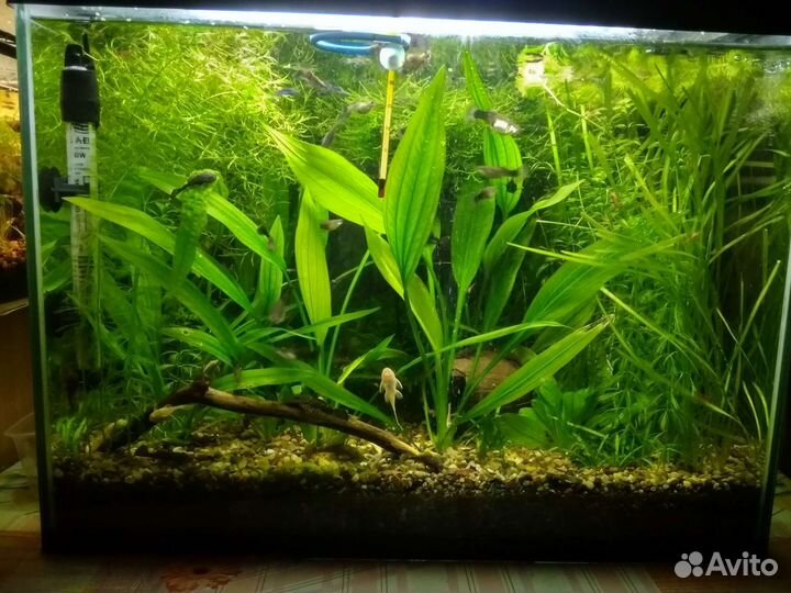 Анциструсы - альбиносы, чёрные