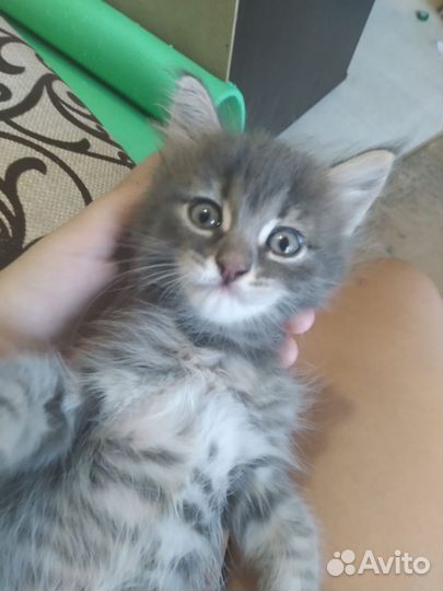 Котята в самые любящие добрые руки