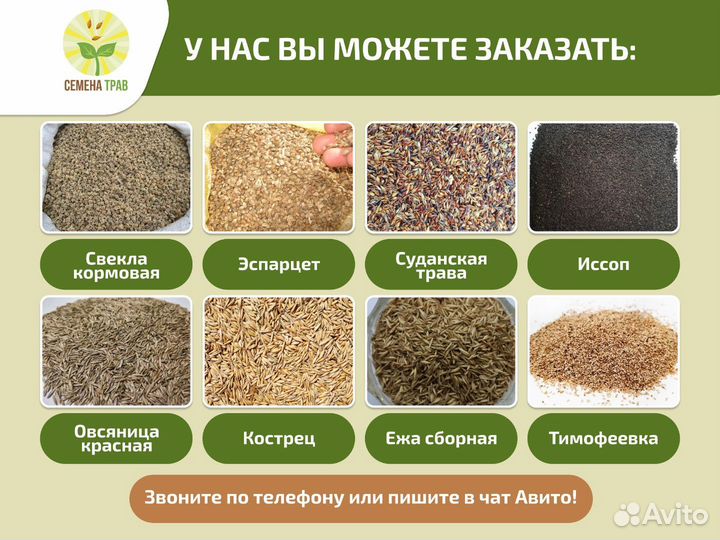 Семена красной овсяницы