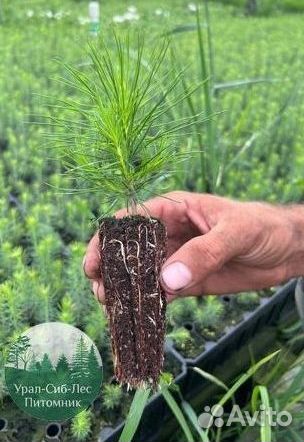 Зкс Сосна сеянцы Ели Лиственницы окс Голуб Горная