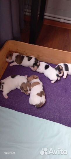 Щенки джек Рассел терьер