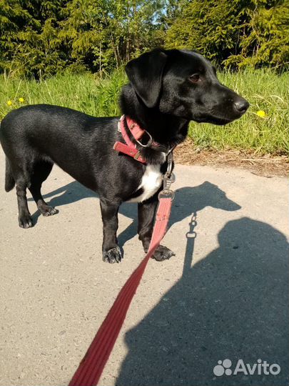 Маленькая собака Инда в добрые руки