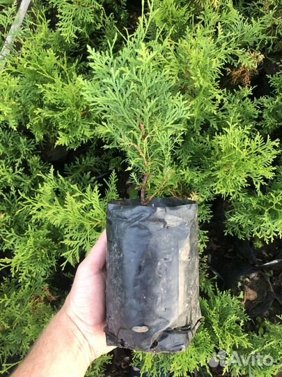 Саженцы хвойных растений, можжевельник, туя, пихта