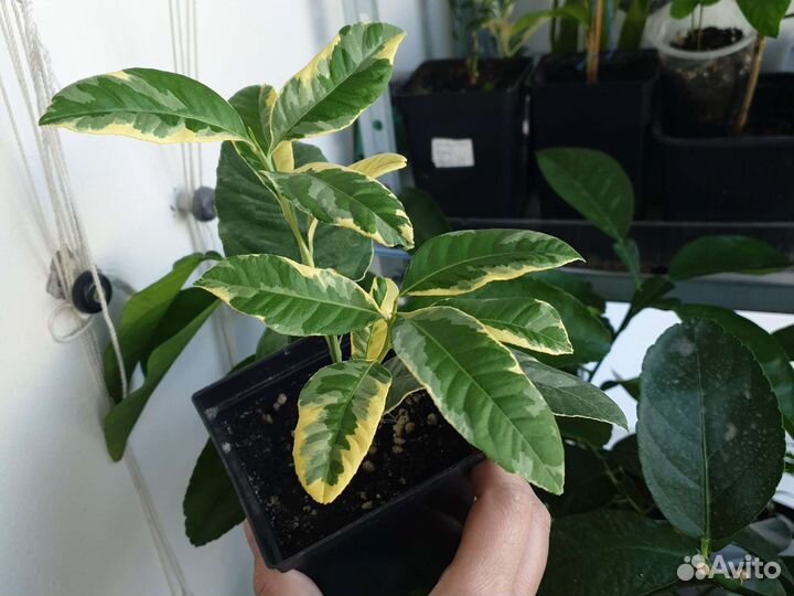 Цитрусовые растения