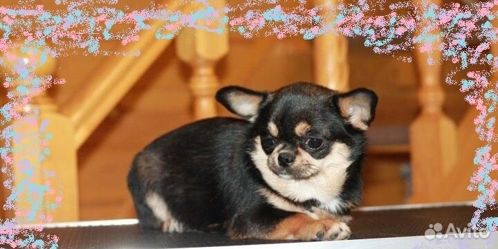 Чихуа-хуа молодая девочка