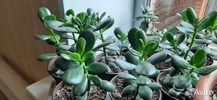 Комнатное денежное дерево