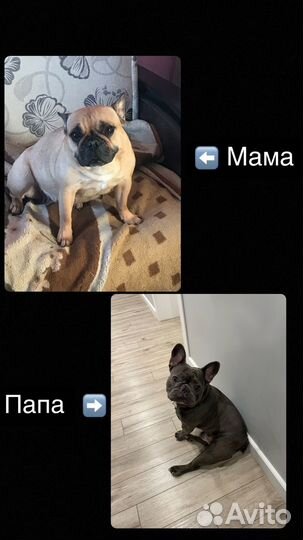 Собаки щенки