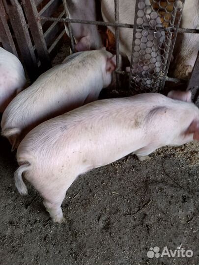 Поросята крупная белая