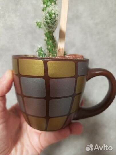 Кактус маммилярия в кружке 0.2 л