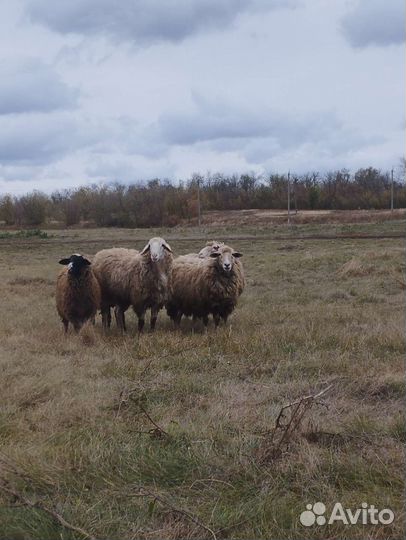 Овцы баран