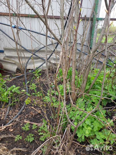 Слива Жёлтая крупноплодная