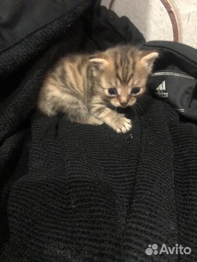 Котята бесплатно