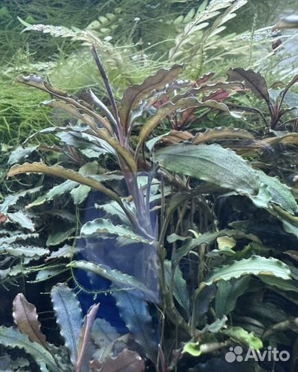 Мох кристмас буцифаландра