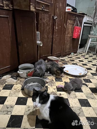 Кошки, коты, котята мальчик девочка мышеловка