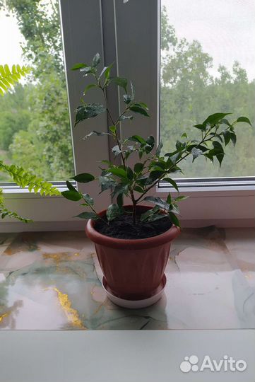 Фикус бенджамина