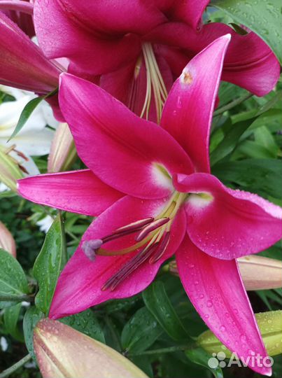 Лилии на срез