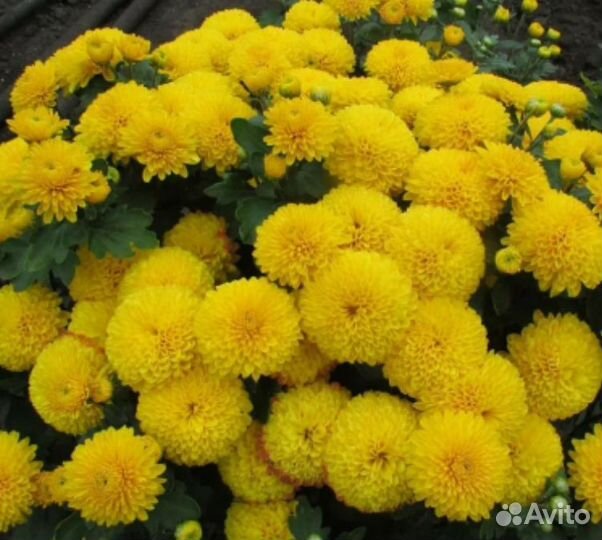 Хризантема корейская ярко-жёлтые
