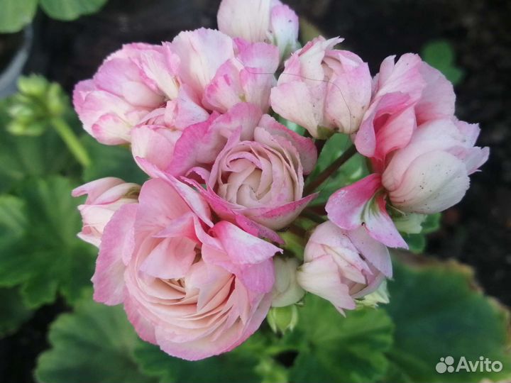 Пеларгония герань