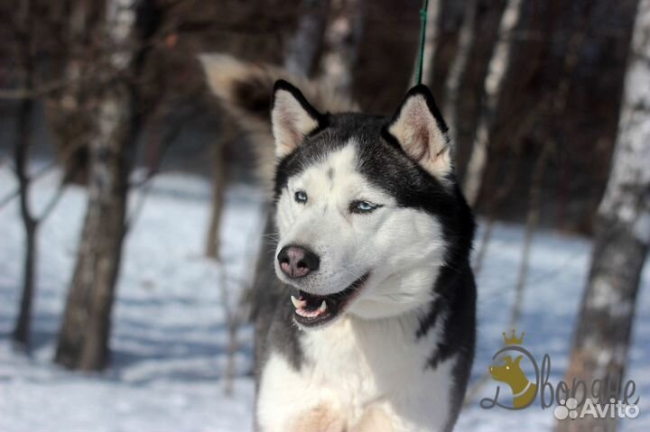 Красавица Хаски Света в добрые руки