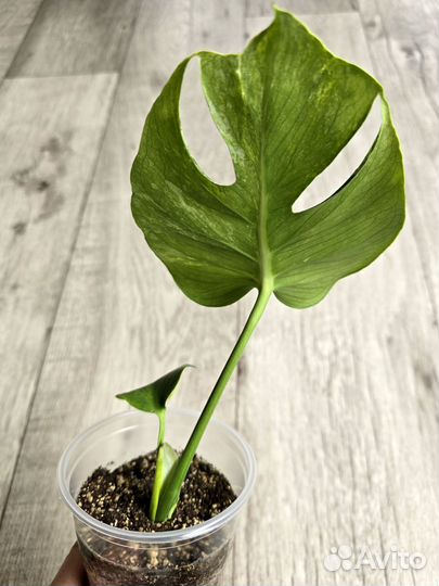 Monstera Deliciosa Ocean Mint