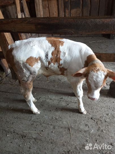 Коровы с телятами. Бычки