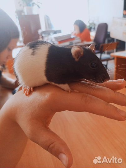 Передержка животных