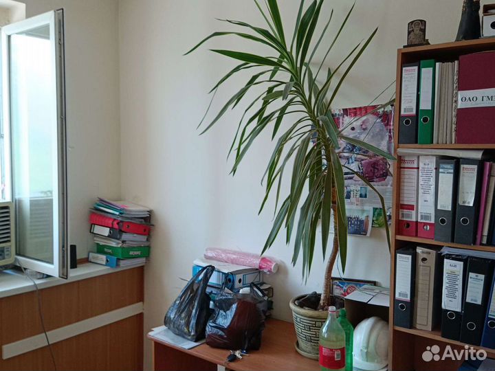 Пальма веерная и другие комнатные растения