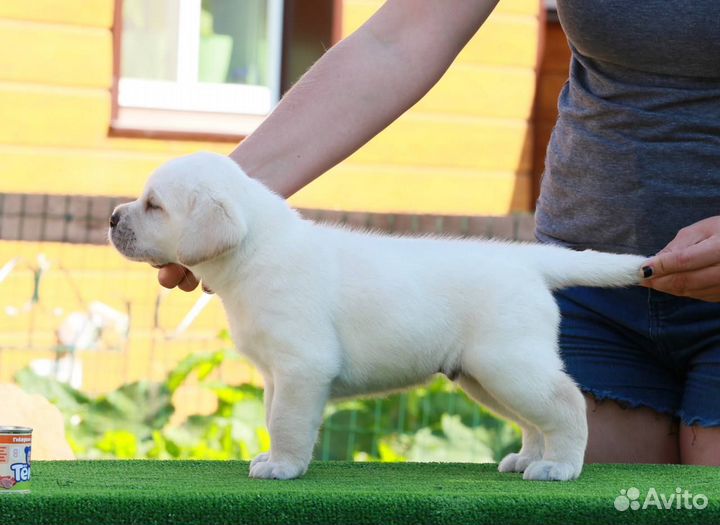 Щенки лабрадора из питомника