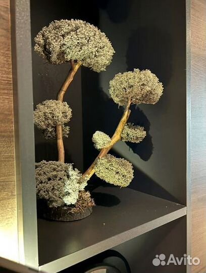 Дерево бонсай